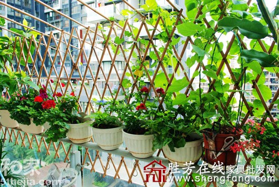 創(chuàng)意發(fā)行陽(yáng)臺(tái)成小菜園