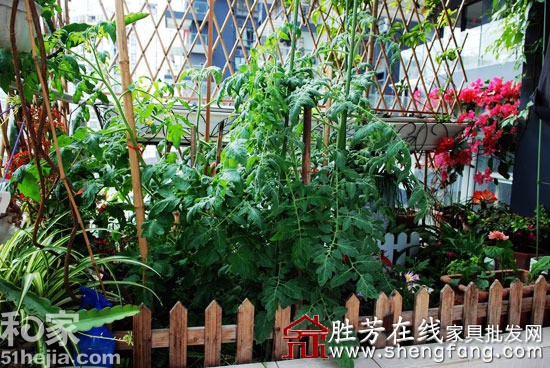 創(chuàng)意發(fā)行陽(yáng)臺(tái)成小菜園