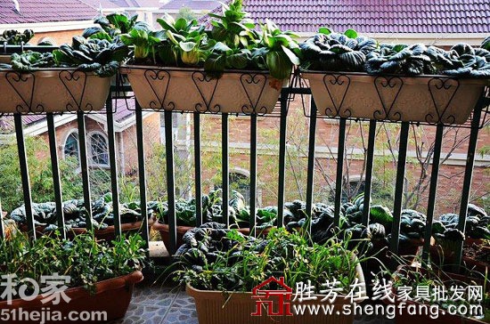 創(chuàng)意發(fā)行陽(yáng)臺(tái)成小菜園